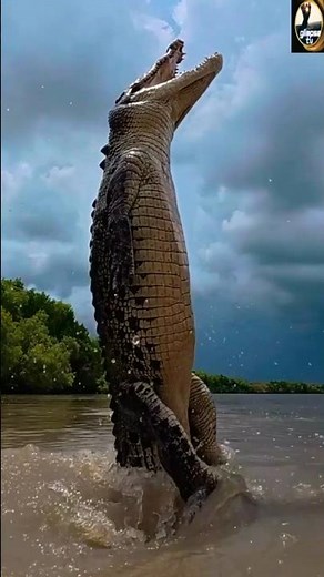 Crocodile Jumps Out of Water for Bait – Insane Height!