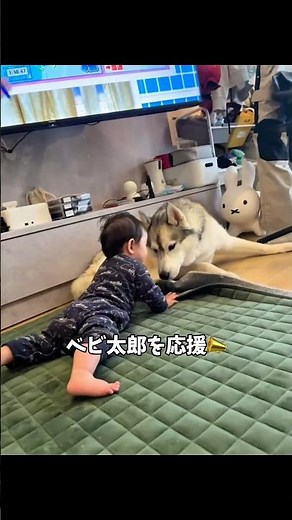 ハイハイで頑張る赤ちゃんを応援するハスキー#シベリアンハスキー#ハスキー#犬と赤ちゃん#shorts