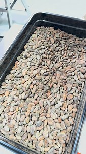 28K views · 55 reactions | Bean to bar chocolate, crafted for coffee...