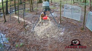 33K views · 320 reactions | The definition of IWPC® (Integrated Wild Pig Control®) is “a strategic approach using a series of innovative lethal control methods and technologies implemented in a specific sequence based on seasonal food sources. Emphasis is placed on efficient removal of the entire sounder at one time to eliminate escapes, education and reproduction. #JagerPro #hogcontrol | Jager Pro Hog Control Systems | Facebook