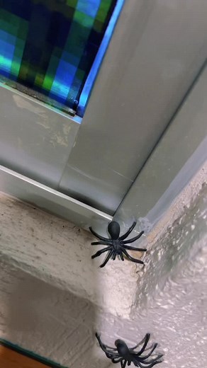 Aragog y las Arañas Gigantes en Harry Potter