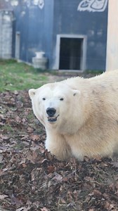 Luna in the leaves 🍂 #PolarBear #Bear #BuffaloNY #BuffaloZoo #Zoo #Animals #Fall #Autumn | The Buffalo Zoo