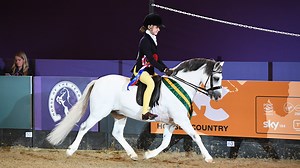 On the hunt for a Welsh section A pony? Then you need to read this first...