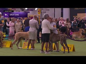 Great Danes | Breed Judging 2026