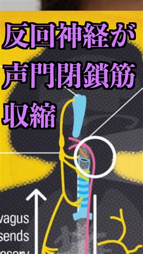 アカウントフォローはこちらから→ @hawaii_anatomy_lab ーーーーーーーーーーーーーーーーーーーーーーー Hawaii...