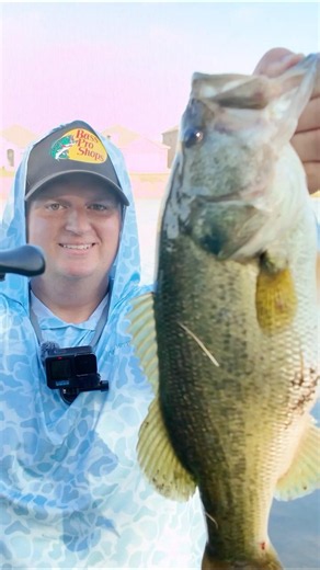 Pond Bass Fishing 101: THROW A WACKY RIGGED SENKO!