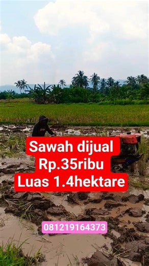 Sawah dijual Rp 35 Ribu Rupiah luas 1,4ha CV081219164373 #shorts #sawah #viralvideo #trending #fypシ