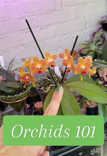 Orchid Care: Mastering Watering and Light Requirements