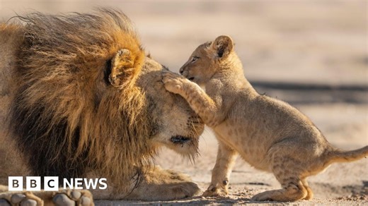 Parenthood: Sir David Attenborough gives 'family feels' in new BBC show