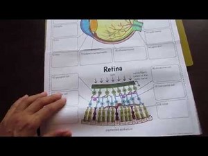 Big Eye Foldable by Tangstar Science