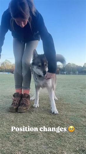 Obedience changes with my husky Chevy 🤪 | Balanced K9 Training