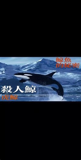 #动物 #虎鲸#鲸鱼的秘密#纪录片