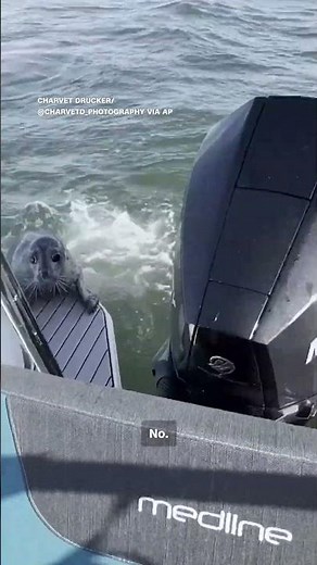 Seal jumps on boat to escape killer whales
