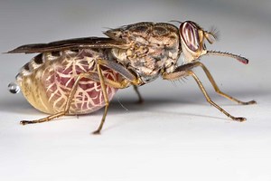 Tips on Dealing with Tsetse Flies in Masai Mara