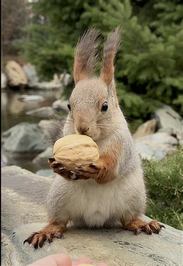 Explore the Fascinating World of Squirrels in Nature