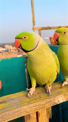 Indian Ringneck parrot video # Talking parrot video #nonstoptalkingparrot #talkingparrot #birds
