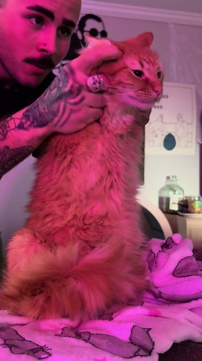 Bobbin and Weavin: The Funniest Cat Standing Memes