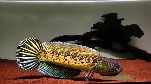 Gabus Gabus: Channa Auranti Gondrong Facts and Care Guide