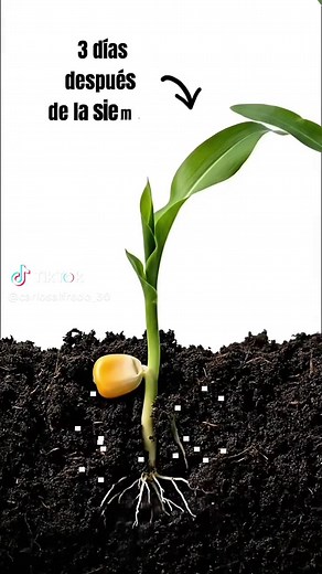 Fertilización Clave para el Cultivo de Maíz