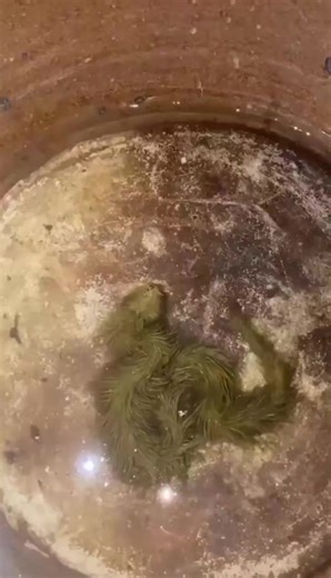 Algae-Covered Snake Looks Like Moving Moss