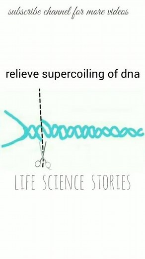 DNA gyrase enzyme | relieve supercoiling in dna replication | Animation | csir ugc net life science