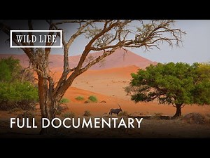 Ultimate Namibia Journey: Safari, Deserts & Shipwrecks | Namibia’s Best Kept | Full Documentary