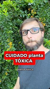 o pingo-de-ouro (Duranta repens L.) é uma planta tóxica para humanos e animais. As folhas e os frutos são as partes mais tóxicas. Sintomas de intoxicação Sonolência Dilatação da pupila Aumento da frequência cardíaca Inchaço da boca e/ou dos olhos Convulsões Desarranjos gastrointestinais, como vômitos e diarreia Febre Náuseas Riscos Em caso de ingestão, procure socorro médico ou veterinário imediatamente Há relatos de várias mortes Por causa de sua bela aparência, pingo-de-ouro pode ser cultivada