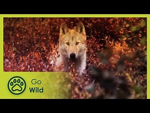 Wolves - Wild About 9/13 - Go Wild