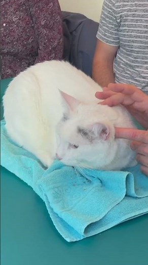 SENIOR CAT IN PAIN 😱 Animal Chiropractor