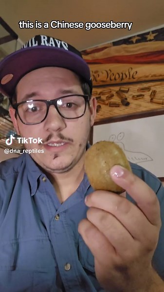 Discovering the Origins of Kiwis: A Guide to New Zealand's Iconic Fruit and Bird