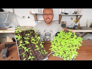 Tomato Potting Hacks Revealed: How To Raise Thriving Tomatoes