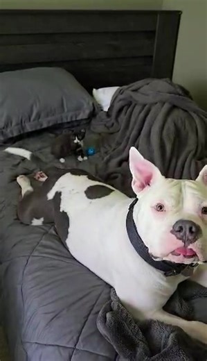 Best friends in the making!!! Kitty Sasha loves playing with Pete’s tail! #pocketpittpete #fyp #kittysasha #pitties #pittok #pittbull #petethepitt #pocketpitt #playtime #rescues