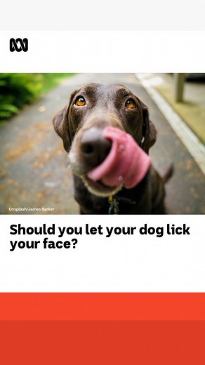 13K views · 97 reactions |  We ask a vet: Is it safe for a dog to lick your face? Dr Stuart Unsworth is from Greenbank Vet Hospital and answers your pet questions with Kat Feeney on ABC Radio Queensland Afternoons. #ABCStudio400 #Dog #Pets #DogsOfInstagram | ABC Brisbane | Facebook