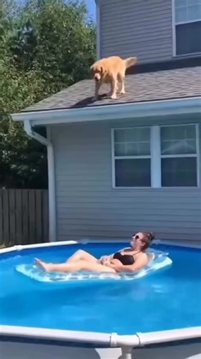 Happy tails on Instagram: "Typical content on @labrador_legacy includes short, edited clips of retrievers doing funny things: zooming around excitedly, failing adorably at tasks, being dramatic (like cartoonish snoring or over-the-top reactions), “protecting” in a non-intimidating way, or just being goofy companions. • Comments point to humor: lots of 😂😂😂, “Omg these were so funny”, “The cartoon snore 😂”, people sharing how their own Goldens/Labs act similarly (protective of kids, bad at bei