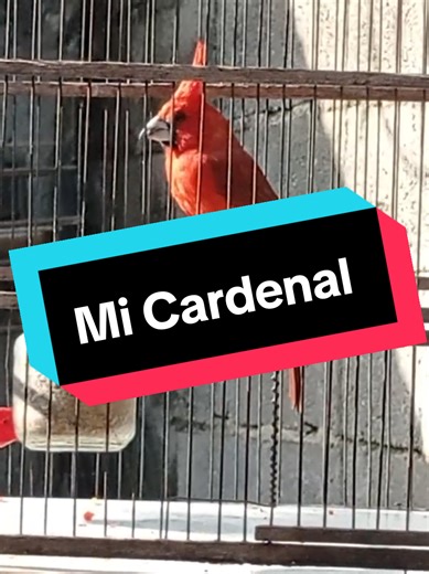 Canto del Cardenal Coriano: Cuidados y Resultados
