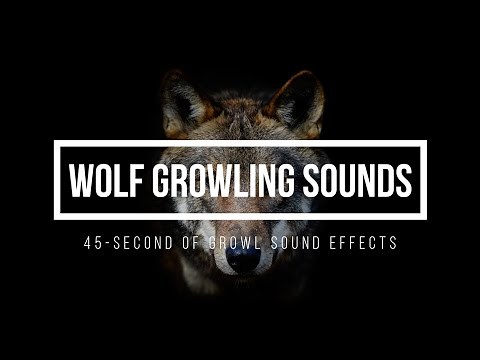 Wolf Growling Sound Effect 🐺 Wolf Sounds 🐺 Wolves Snarls