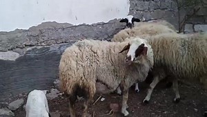 8.2K views · 40 reactions | بسم الله ماشاء الله 21 نعجه برقى حر +...