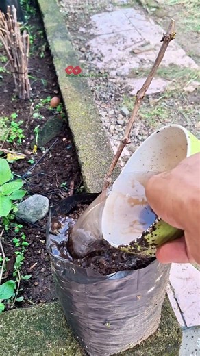 Planting dry grape