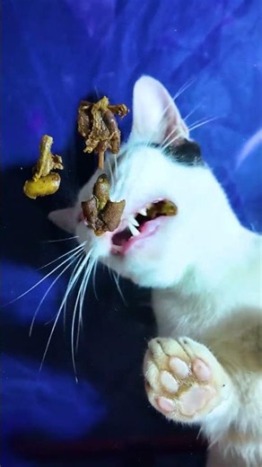 Satisfying Cat Sounds 🥩😻#cat #asmr #cateating #kitten #shorts