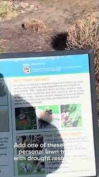 What is a rain garden?