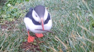 Cute puffin bird scratches itself, makes history
