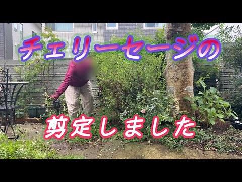 チェリーセージを剪定しました#ガーデン #ガーデニング#庭仕事 #gardening #garden #gardenwork #チェリーセージ