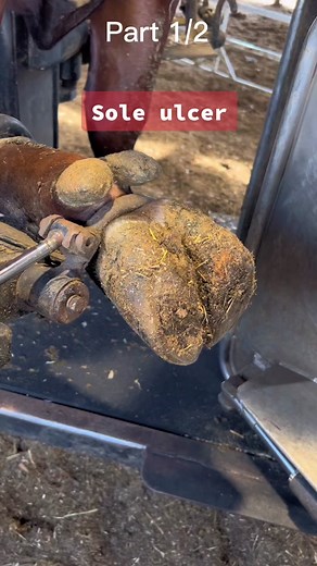 Dairy Cow Hoof Care: Trimming, Cleaning, and Comforting Process