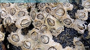 Variation in Patterns of Animal Sexual Reproduction