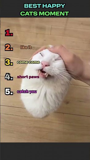 Best Happy Cats EVER 🐈 #shorts