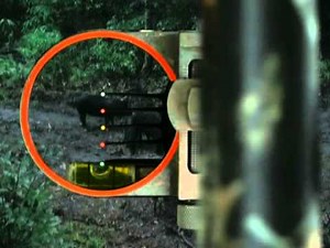 South Carolina Hog Hunting