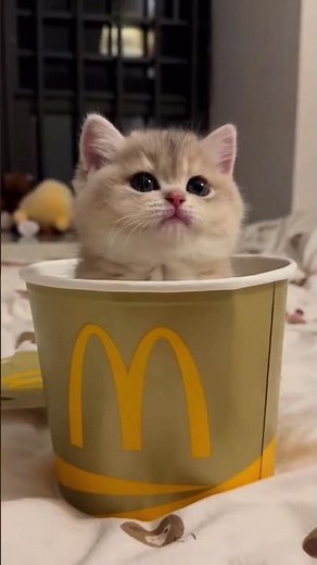 cuteness overload 🥰 #cats #cat #funny #kittens #cute #shorts
