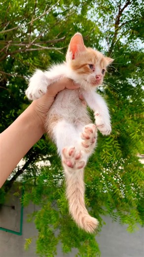 🐱 Tiny Baby Kitten Crying “Meow” for Its Mommy 😢💔 So Heart Touching! #kitten #babykitten #cat