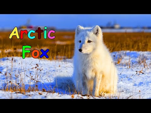 Arctic Fox for Kids| Learn about Arctic Animals