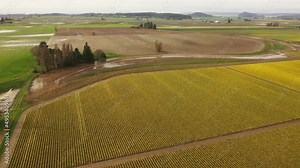 Aerial Drone Tour Over the Beautiful Springtime Daffodil Fields of the Skagit Valley, Washington. Daffodils are one of the first flowers of spring, and after a long, cold winter. Stock Video